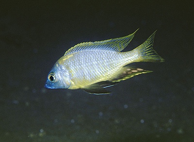 Nyassachromis sp. 'mphanga' Mphanga Rocks